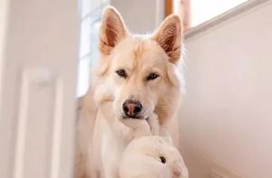 Husky and Golden Retriever Fall in Love, Surprisingly Give Birth to Such Beautiful Puppies, Stunning!