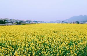 Sichuan Possesses 7 Magnificent Flower Fields – A Vision Worth Aspiring To!