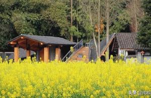 Spring is in Full Swing, Delicious Fragrances, and Canola Flowers Bloom in the Bamboo Art Village!