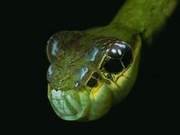 How Does the Caterpillar Become a Snake-Headed Creature? Oscar-Level Performance, Movements Perfectly Replicated