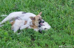 What are the fundamental reasons why dogs disobey or challenge their owners or family members? What is the appropriate response?