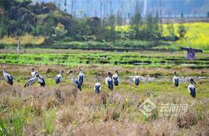Luoping's Ecology Restored: Clamp-billed Gulls Return