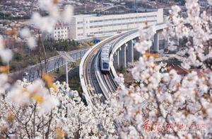 Dahaoshan Cherry Blossom Valley: Cherry Blossoms Bloom Like the Sea, Resembling a Fairytale