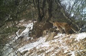 ‘Huabiao’ (Chinese Leopard) Sightings in Henan – Numbers Exceeding 6 Individuals