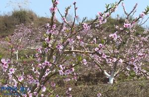Chongqing Yubei: Vibrant Blossoms Along the Mountains; Pink Flowers Adorn the Beautiful Spring Colors