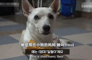 Korean Sister Saves Dog Facing Euthanasia, Unexpectedly Gains 11 Puppies