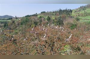 Luoping County, Yunnan: Ecological Harmony, Birds in Joy