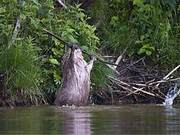 Beavers Use Their Teeth to Build Homes, Just to Successfully Court Mates – This Is Probably the Most Charming Animal in Nature