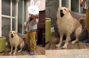 Brother Practicing Violin - Enthusiastic and Crazy Dog Accompanies the Choir