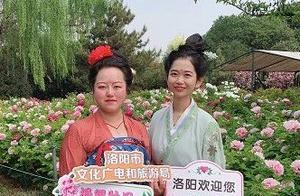 Flowers Bloom Abundantly in Luoyang! Don't Miss 'Cloud' Viewing of Peonies!