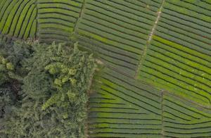 Lushan, Sichuan: The Beautiful Spring Colors of the Lake District Enchant Tourists; Tea Gardens Like Earth's Fingerprints