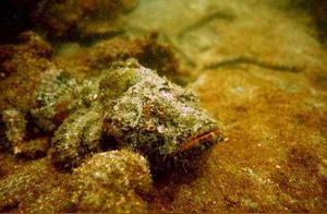 The Ugly Stonefish