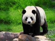 National Treasure Panda | Pandas Eat a Lot, But They Earn a Lot Too