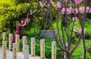 Cherry Blossoms in Foshan Have Bloomed!