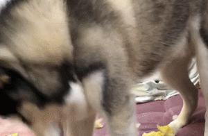 Haski Dismantles Sofa in Front of Owner, Barks Loudly with Every Bite, Owner Furious!
