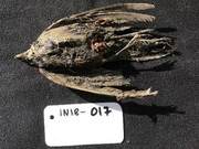 A Prehistoric Bird Discovered Frozen in Siberia for 40,000 Years