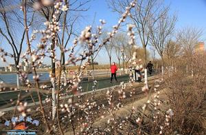 Zhangye: Citizens Enjoy the Spring Bloom