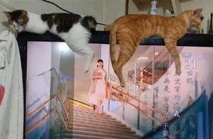 Two Kittens Paws on the TV Screen, Owner Couldn't Concentrate: Tuck Away Your Big Legs!