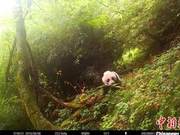 Wild Giant Panda Cub Spotted for the Fourth Time at Same Location in Tangjiahe Protection Area