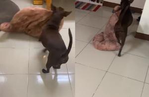 The weather is turning cold, the cute black dog picks up a small blanket and runs to its owner's side to sleep with it.