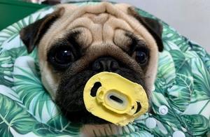 From Baby Pacifiers! 'Piglet' Hasn't Weaned at 3 Years Old