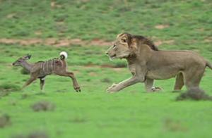 A Cruel Scene of Nature: Two Lions Licked and Ultimately Killed a Young Antelope