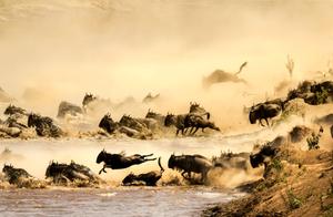 Serengeti Wildlife Paradise