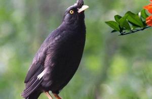 Top 10 Most Affectionate Birds: Common Jay Leads the Pack, Miss Reed Robin Ranks Sixth, Which One Do You Raise?