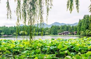 The Most Unique Attraction in West Lake: Yuanqian Lotus Field, Even the Emperor Was Amazed