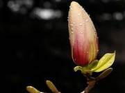 Waiting for Spring Warmth, Together Anticipating Cherry Blossoms Blooming Everywhere