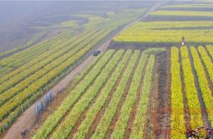 Jin ShijieOilseed Flower Sea: A Beautiful Springscape