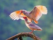As this bird, which is extinct in Japan, Korea, and other regions, now only protected in China.