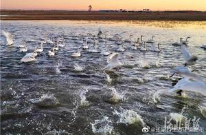 Zhangjiakou Daily: Great White Swans Visit Zhangbei Grassland Wetlands