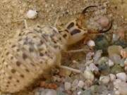 Looks weak and wind-resistant, but a hunter of insects; Larval ants are its prey