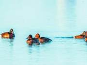 World's Critically Endangered Blue-headed Ducks Land in Tai'er
