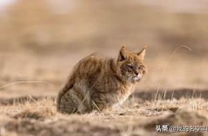 Cat with a Squirrel Tail, the Only Native Chinese Feline