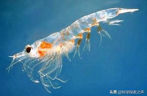 This animal's name is very imposing, having survived three major mass extinctions, yet it has become a pet.