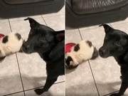 Cyberbullying Incident! Little Black Dog Cries for Help from Family