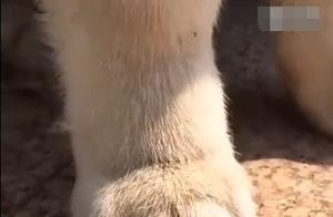 Woman Buys Husky for 100 Yuan, Finds Something Wrong After It Grows Up, Netizens: Got Tricked!