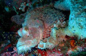 Water-Absorbing Sea Fish (104) - Rockfish (7): White Spiky Head Mimic Rockfish (Toxic, PG)