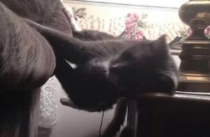 Pet News: A Roundup of Cats' Weird Sleeping Positions – Each One a Yoga Master