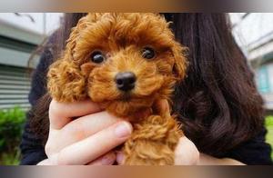 5 Negative Aspects of Dog Ownership That Dog Owners Must Acknowledge