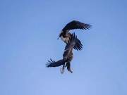 Hundreds of Birds Feeding Ecological Scene, Watch It Online!