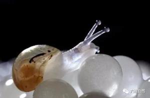 Transparent Cave Snail: Crawls Very Slowly, Moves in Circles