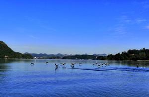 A Group of 'Rare Guests' Has Arrived at Baihua Lake – They Don't Want to Leave...