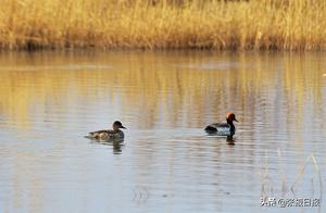 Gansu Gaotai: Black River Wetland Spring Tide – Swans Flying