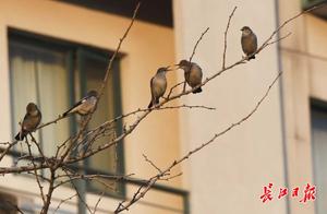 A Hundred Birds Celebrate Spring | Photo Gallery