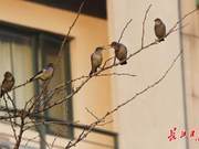 A Hundred Birds Celebrate Spring | Photo Gallery