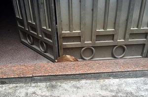 Dog Owner Left Dog Pooping on the Doorstep