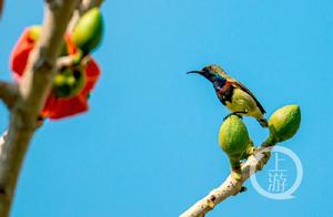 Upstream Images · Photographer Wang Gu | A Blaze of Glory: Birds and Flowers